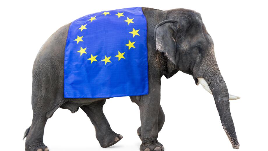 elephant carries a flag EU  isolated on white background