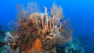Coral block with deep sea black sea fan (Iciligorgia schrammi), various sponges and corals, Caribbean Sea, Santiago de Cuba, Santiago de Cuba. Image shot 2020. Exact date unknown.