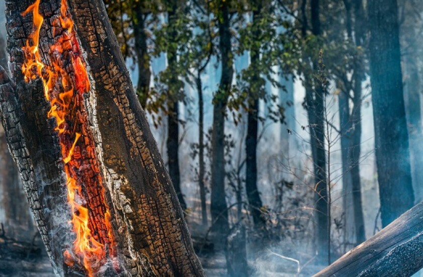 Amazon forest fire deforestation from Adobe 3Dec20 575x375