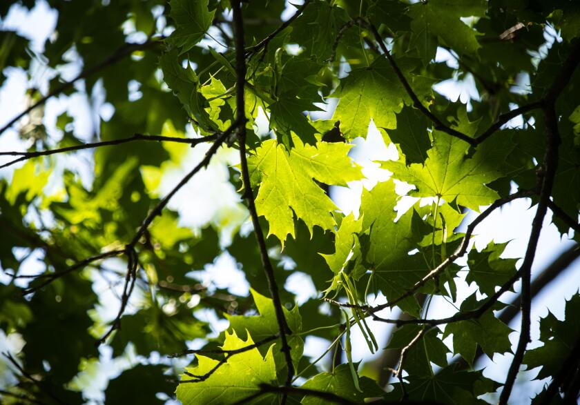 The sun shining on green maple tree leaves in the foreground on a blurred dark background in summer in Lancaster County, Pennsylvania