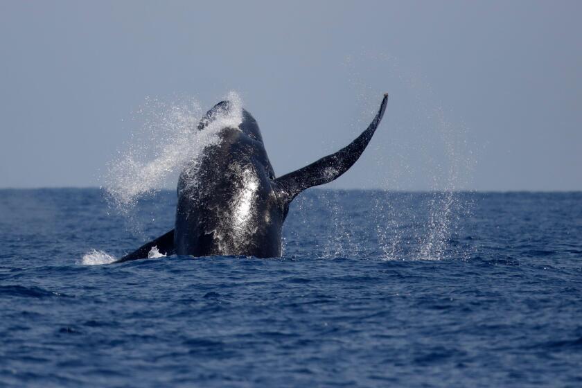 Humpback Whale (Megaptera novaeangliae), breaching at sea near Ogasawara Islands, Japan May 2015