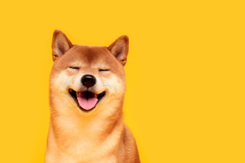 Happy shiba inu dog-adobe-2022