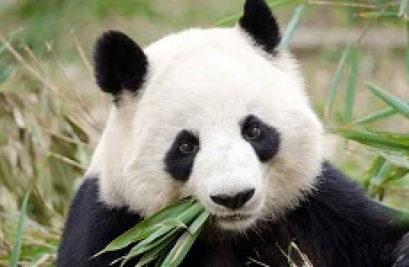 panda eating bamboo_px230