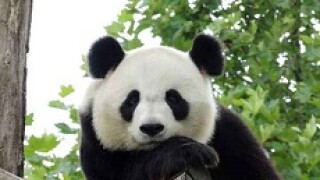 panda watching you px230