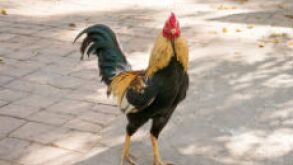 cockerel_230