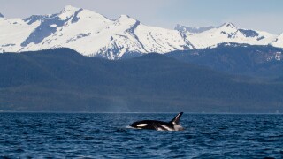 View of an Orca Whale surfacing to breath in Lynn Canal, Southeast Alaska, Summer