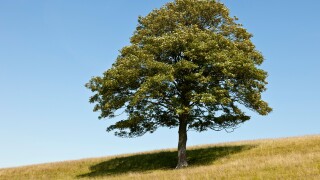 Single sycamore tree on grassy hillside near Whitwell, Isle of Wight. JMH5146