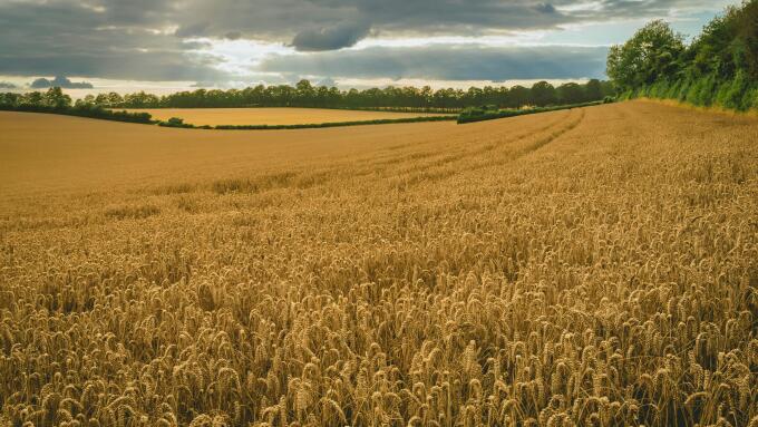 Golden wheat fields under cloudy skies, around Rockbourne, near Salisbury, Wiltshire, UK; Wiltshire, England