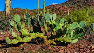 engelman's prickly pear cactus, saguaro national park, az