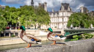 Paris, France - May 1, 2020: Couple of wild ducks on the quays of the Seine during the containment measures due to the Covid-19