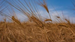 Wheat field, Italy
