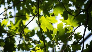 The sun shining on green maple tree leaves in the foreground on a blurred dark background in summer in Lancaster County, Pennsylvania
