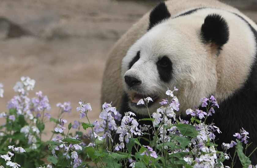 Panda_flower_China_PA_575X375_12Jun20