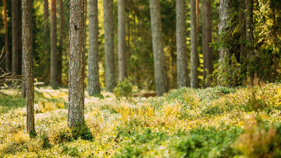 Pine Trees Trunks. Woods In Coniferous Forest. Autumn Pinewood, Evergreen Pines