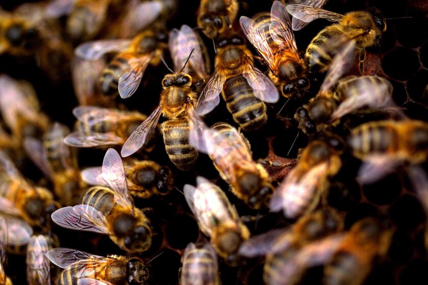 Busy bees in hive / close up of honey bees