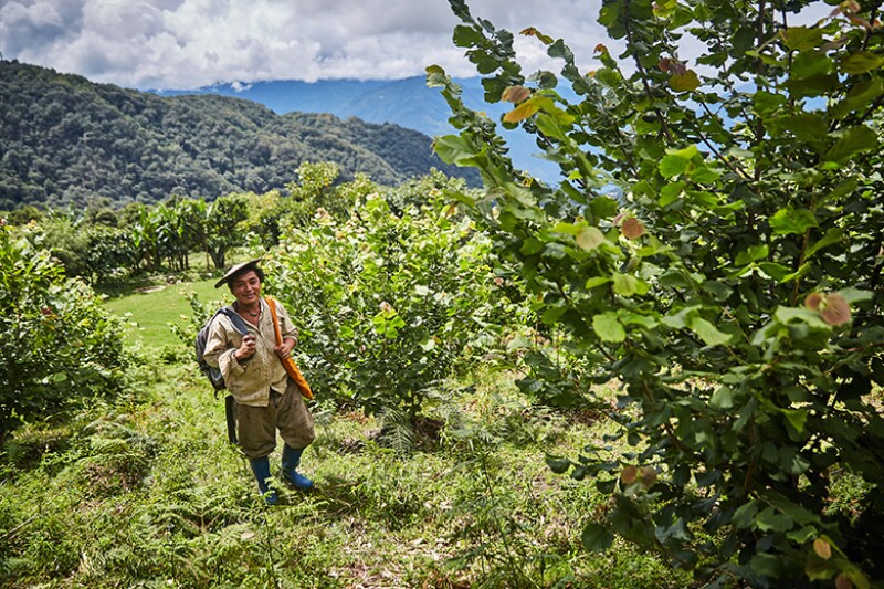 Hazelnut-Grower-780.jpg