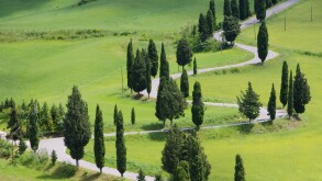 Zypressenkurven - cypress curve 43