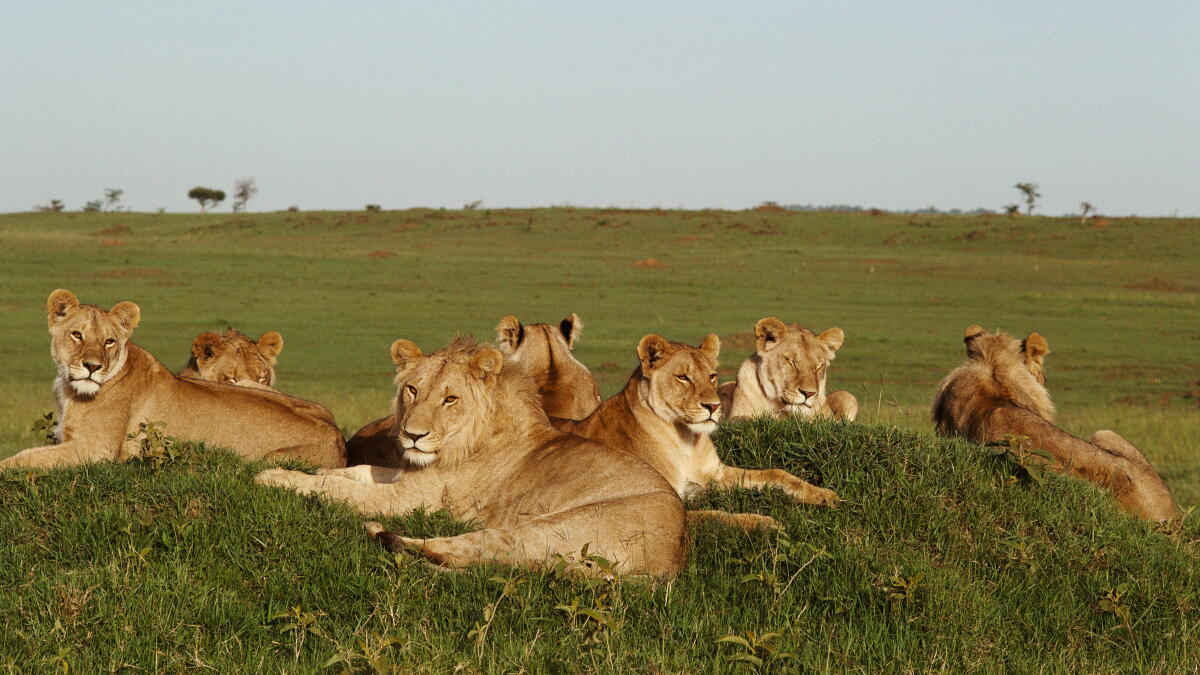 Green RMBS leads the pride - Vimarsana News