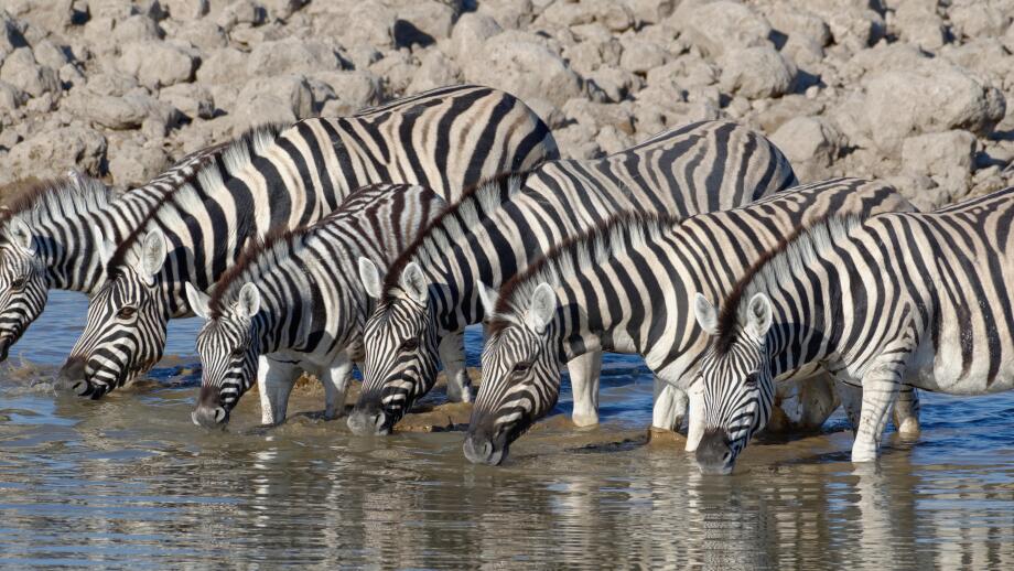 Herd of Burchell's zebras (Equus quagga burchellii), adults with two young animals, drinking, Okaukuejo waterhole, Etosha National Park, Namibia
