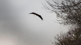 A bald eagle, Haliaeetus leucocephalus, soaring in the air amongst bare trees in the winter or spring, Leola, Pennsylvania