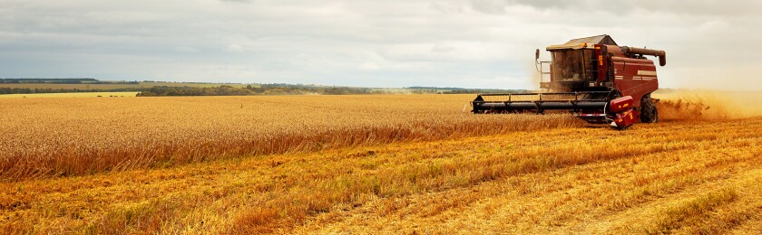 Panoramic view at combine harvester working on a wheat field. Ha