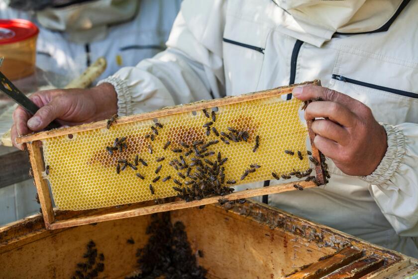 Working bees on honeycomb. Beekeeping concept. Healthy food.
