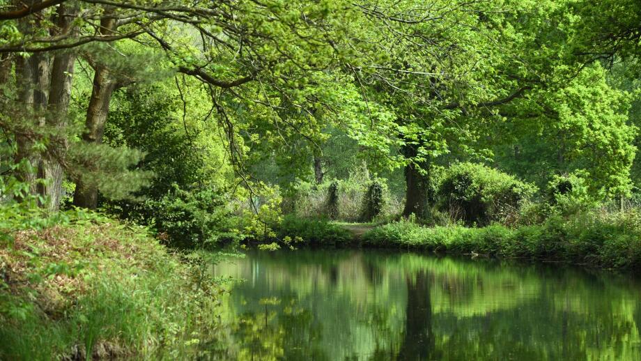 Deep green colours reflected in the beautiful Basingstoke Canal in Surrey, in this late spring/early summer scene of bucolic calm