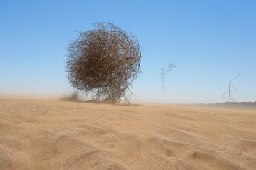 Desert_Tumbleweed_alamy_230x153