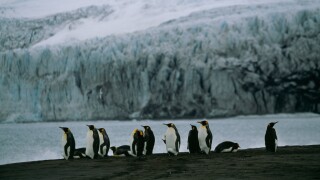 King penguins Heard Island.