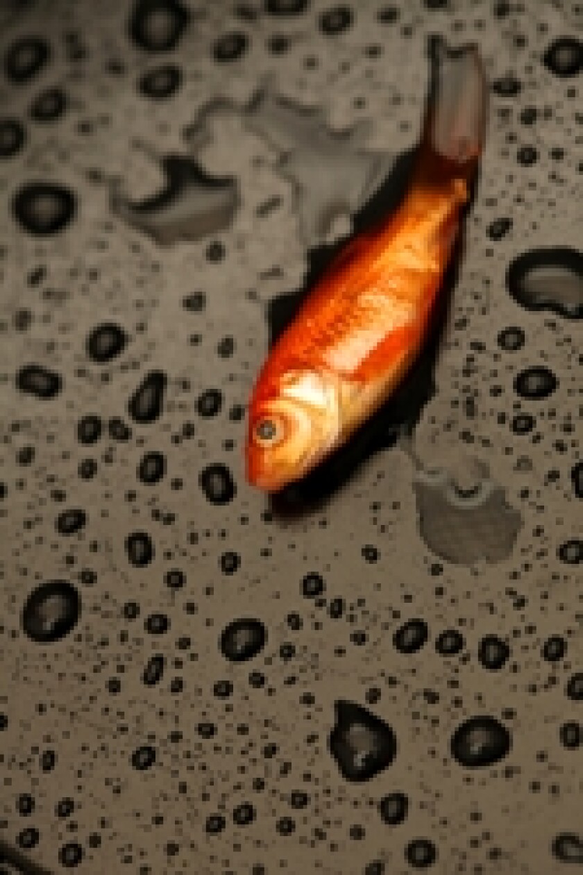 dead fish, right size