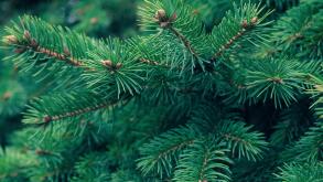 Green fir tree branch. Evergreen, fir coniferous background. Spruce branch. Frame of pine needles. Pine-tree. Christmas mockup with fir branches.