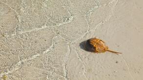 CANGREJO HERRADURA O BAYONETA - ATLANTIC HORSESHOE CRAB (Limulus polyphemus), Isla Pasion, Isla de Holbox,  Estado de Quntana Roo, Peninsula de Yucata