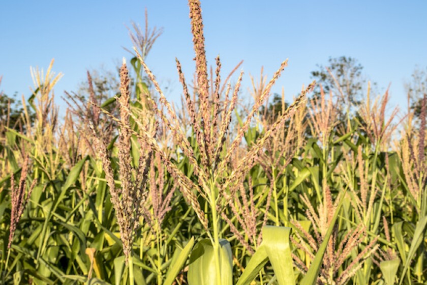 Brazil, corn, field, LatAm, 575, FS bioenergia, ethanol