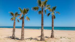 four palms in foreground on a empty beach due to high summer temperatures