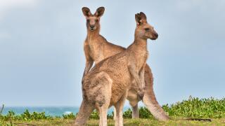 Eastern Grey Kangaroos in coastal heath.