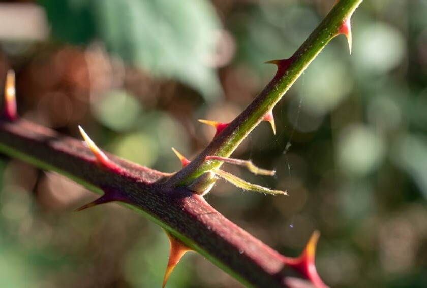 Rose thorns from Adobe 4Sep20 575x375