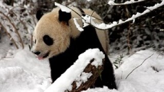 panda snow