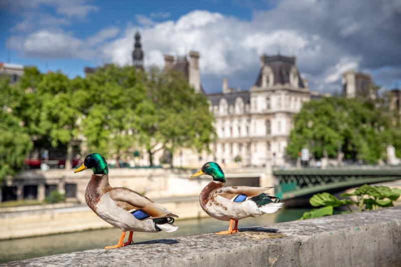 Paris, France - May 1, 2020: Couple of wild ducks on the quays of the Seine during the containment measures due to the Covid-19