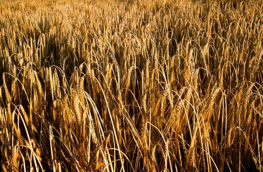 Alamy_grain_575x375_20April2021