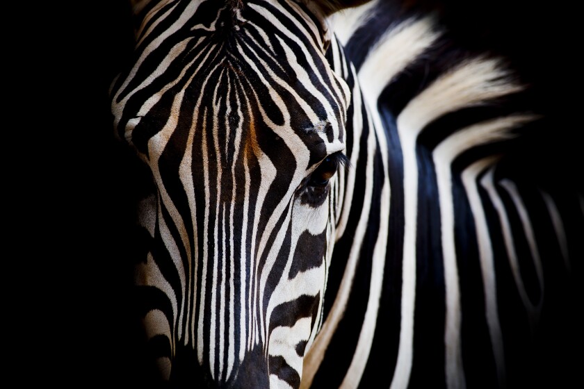 A Headshot of a Burchell's Zebra