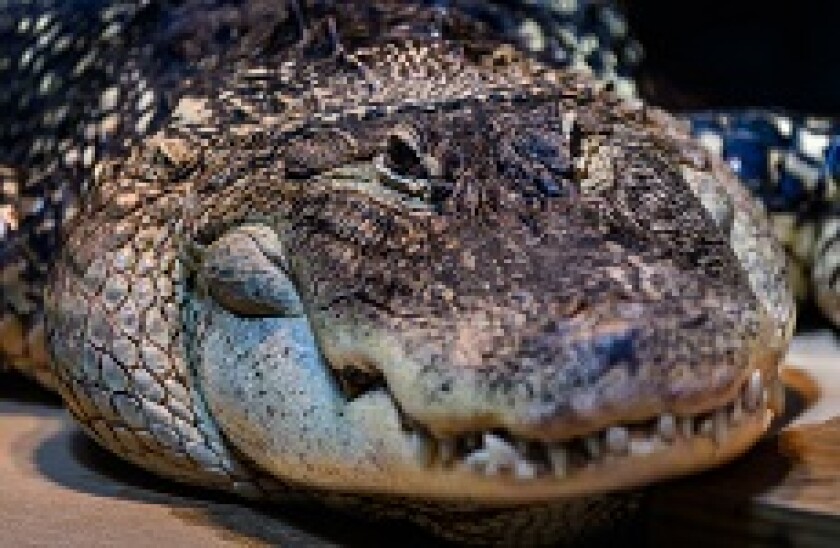 crocodile_Adobe_230x150