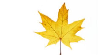 mapleleaf_fotolia_230x150