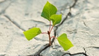 green_shoots_fotolia_230x150