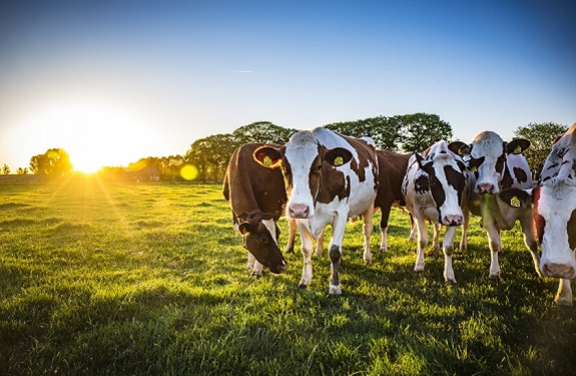 dairy cows_adobe_575px_13Nov20