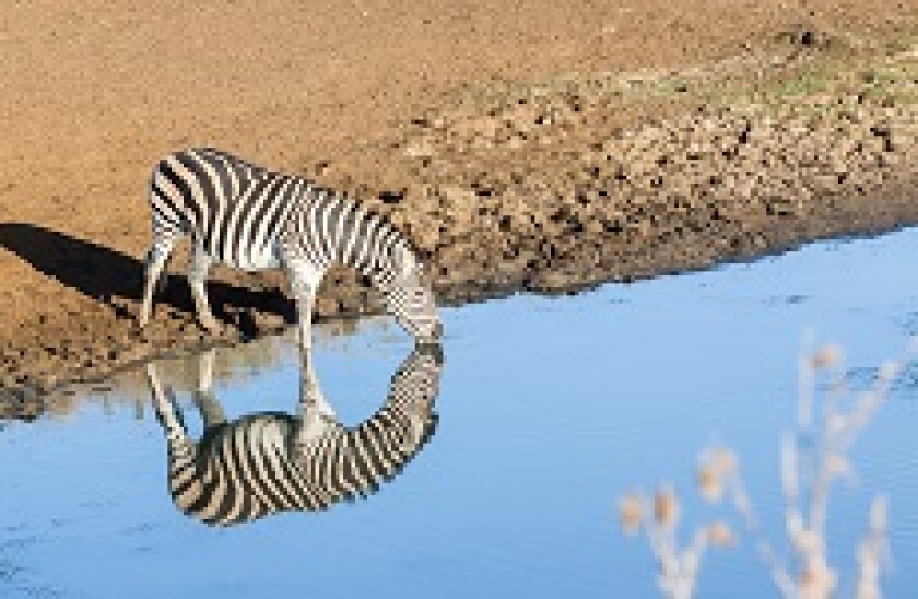 Mirror_Image_Zebra_Adobe_230x150