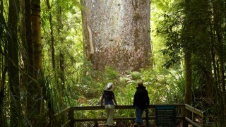 a couple looking at the Te Matua giant kauri tree Waipoua Kauri Forest Northlands New Zealand NR