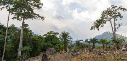 Deforestation in the countryside, Tonkpi Region, Man, Ivory Coast