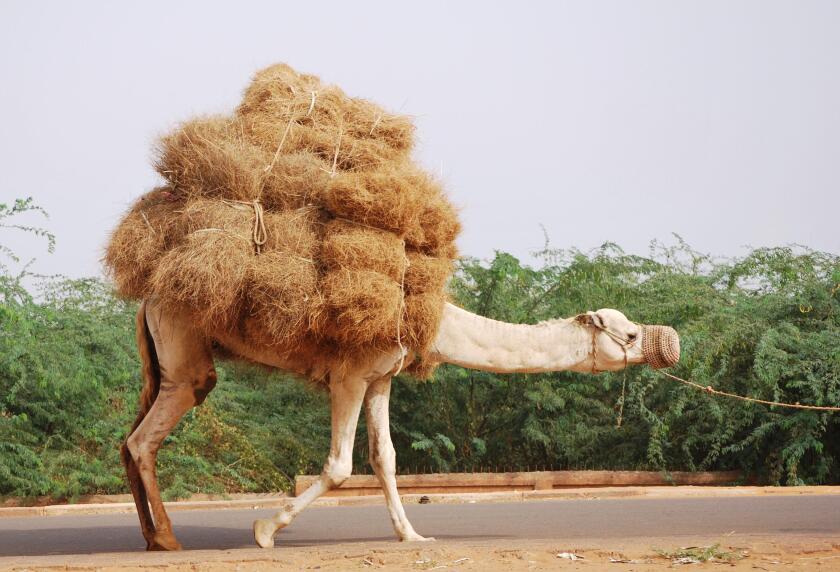 A muzzled camel, overloaded with hay, is led down a road in Niger, Africa