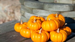 Miniature decorative pumpkins