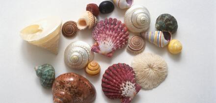 Different shells shapes and colours